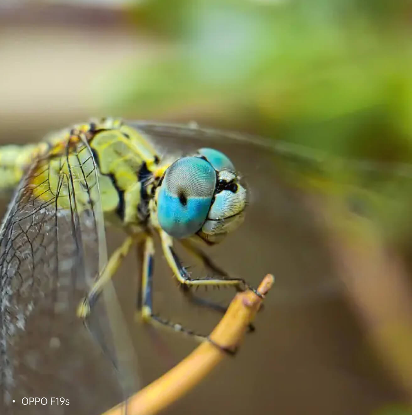 6 Tips For Taking Amazing Macro Photos With Your Mobile Phone | OPPO India