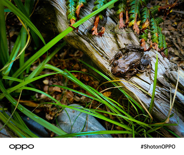 #ShotonOPPO Frog