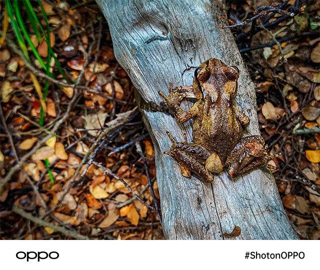 #ShotonOPPO Frog