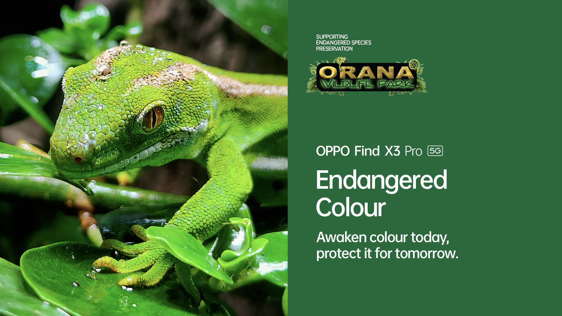 Endangered Colour with Orana Wildlife Park and OPPO